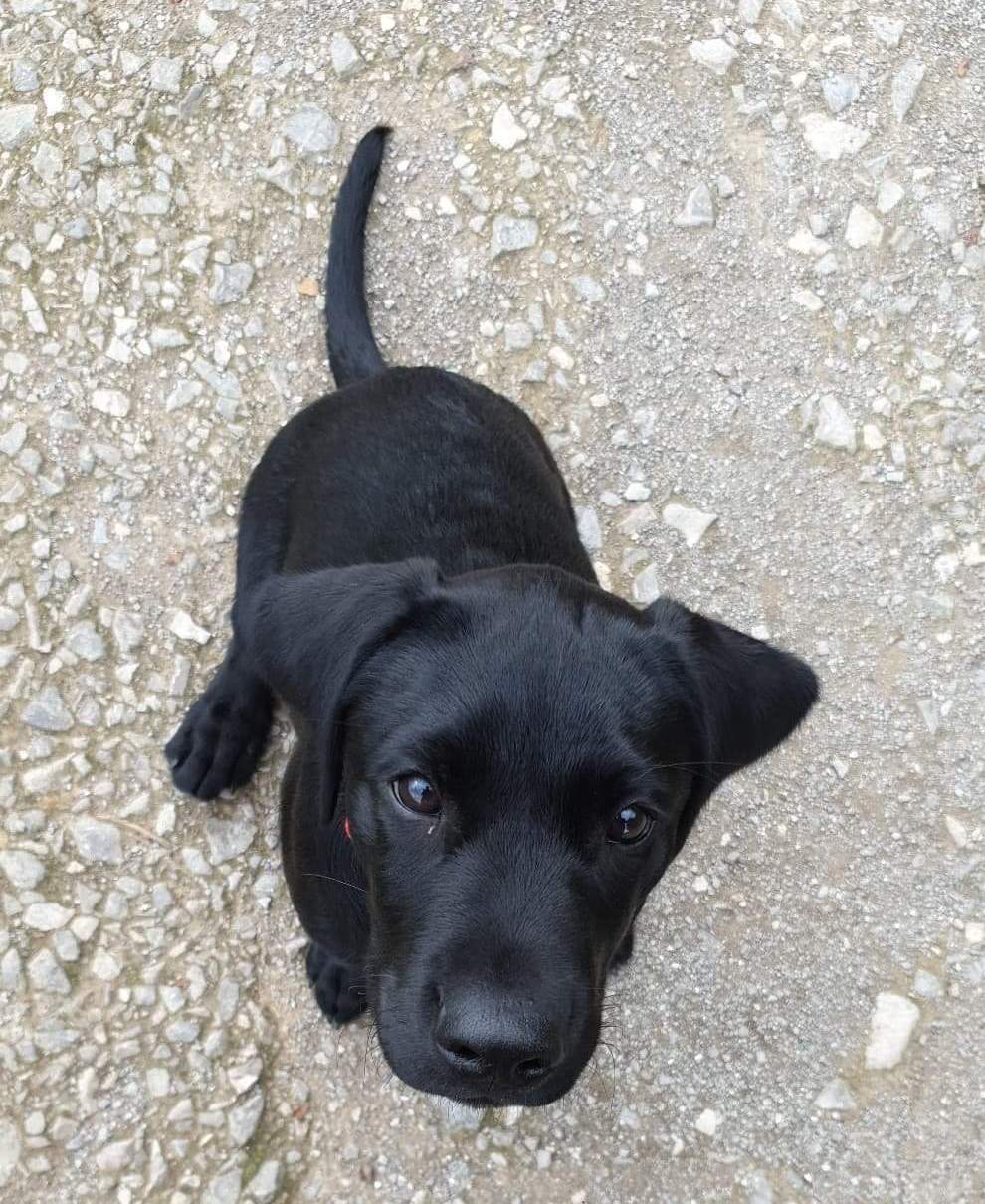 Archie, Black Labrador